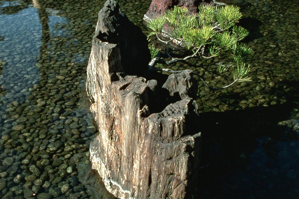 ③ 佐渡の化石(さどのかせき)